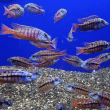 Ruling the Aquarium: A Complete Guide to Red Empress Cichlid Care and Maintenance