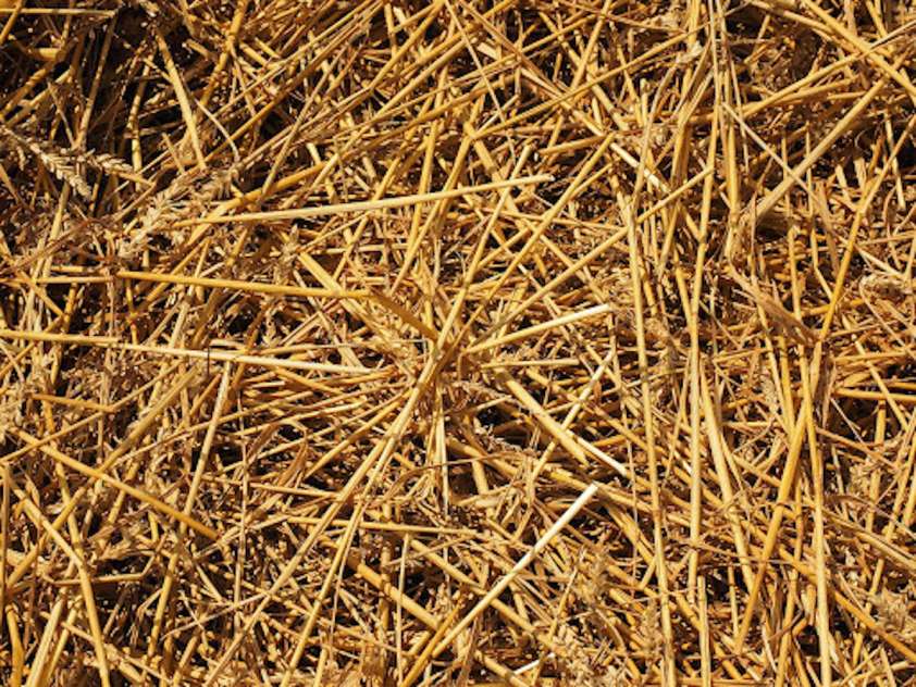 Peat Moss Or Straw For Grass Seed Which is Right for You? UrbanMatter