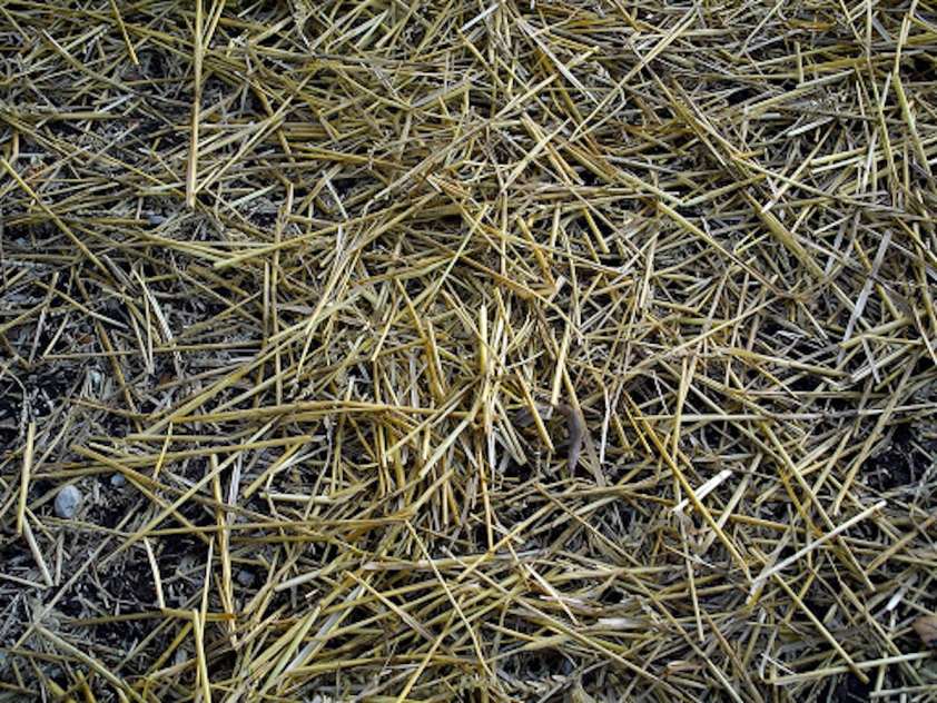 Peat Moss Or Straw For Grass Seed Which is Right for You? UrbanMatter