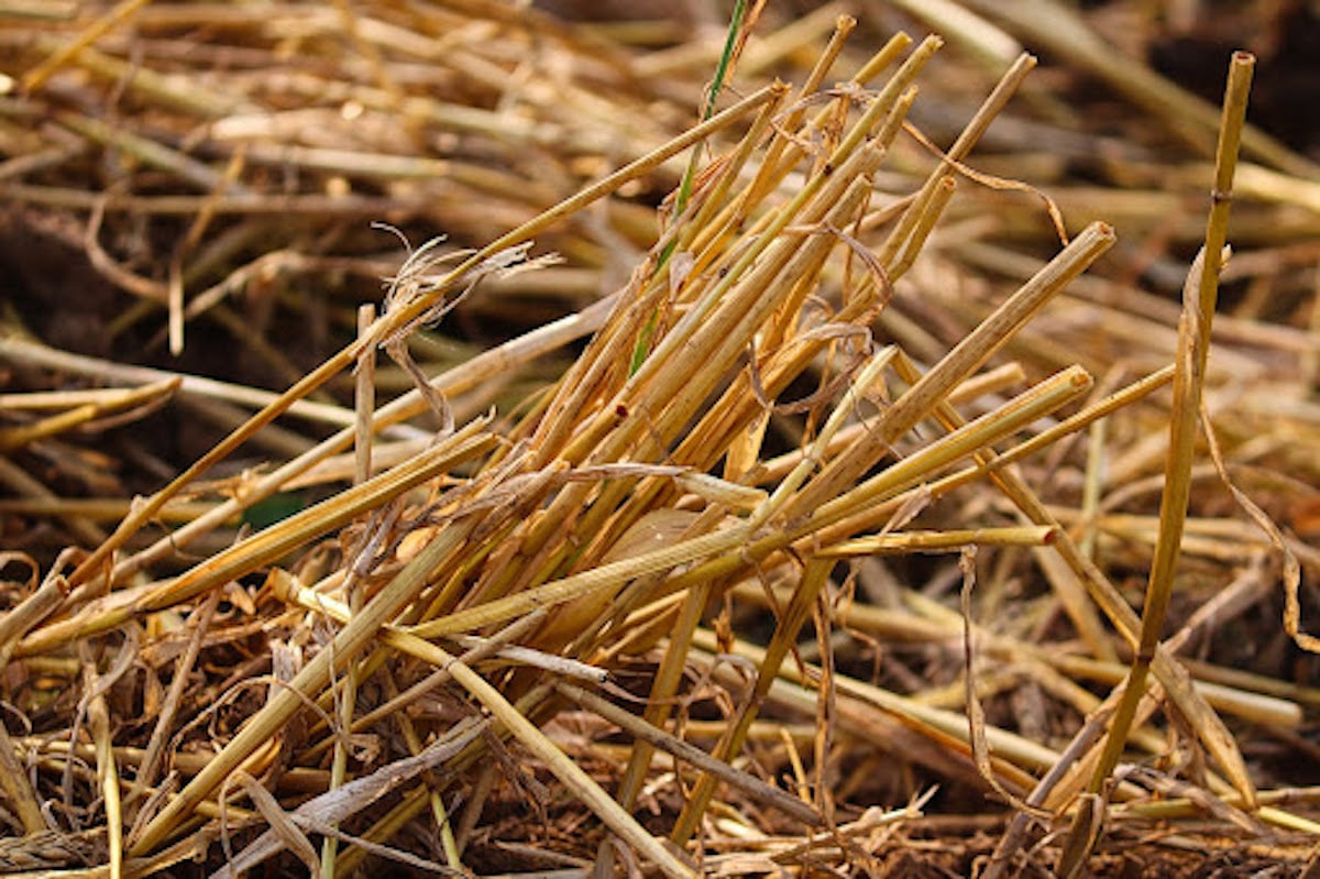 Peat Moss Or Straw For Grass Seed Which is Right for You? UrbanMatter