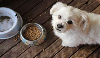 Best Dog Food for Puppies