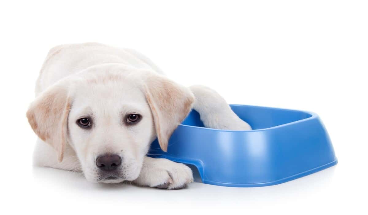 What to Feed a Sick Dog With No Appetite