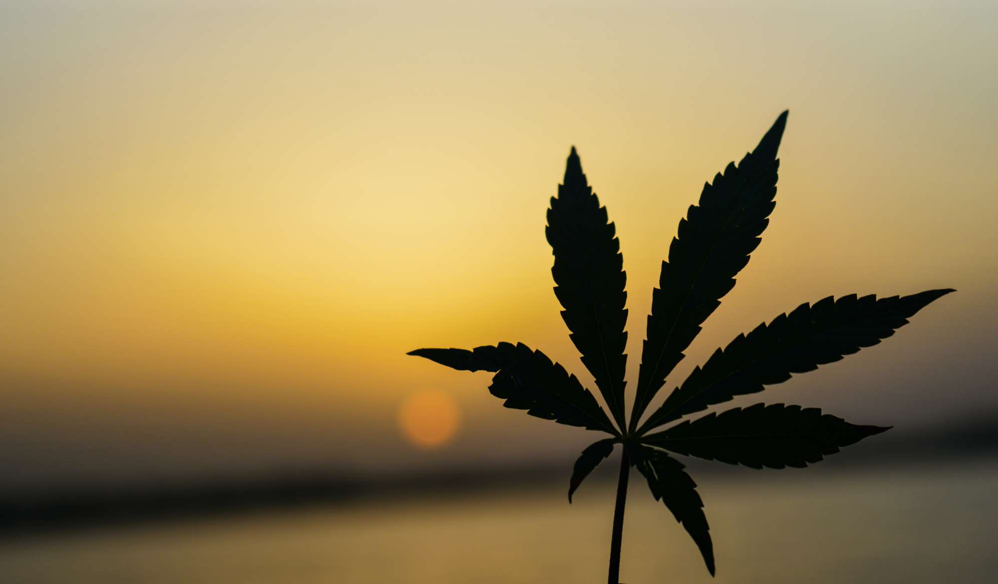 Marijuana Seeds