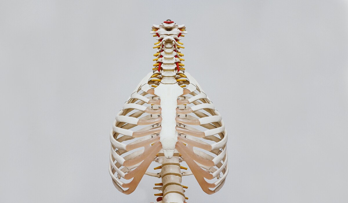 Spinal Adjustments: How Do They Work? - UrbanMatter