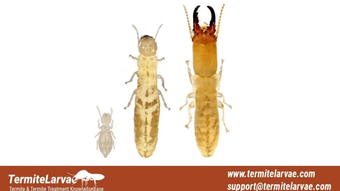 Termite Size