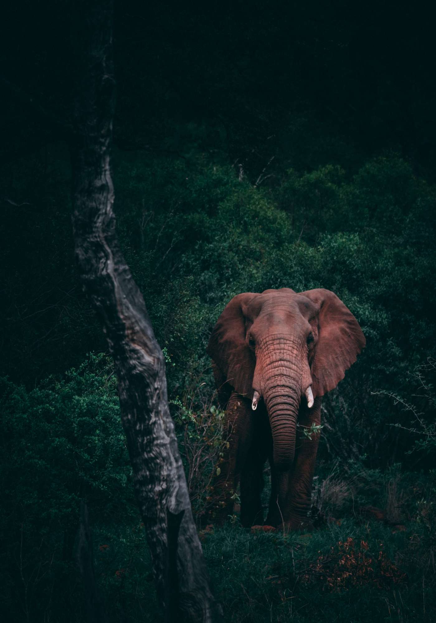 Wildlife Destinations