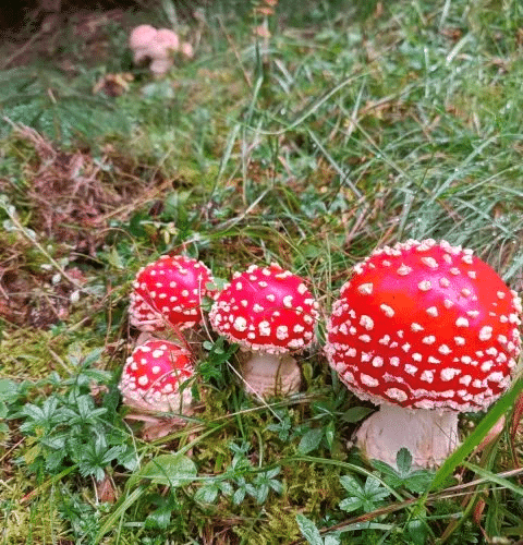 health boost with mushroom