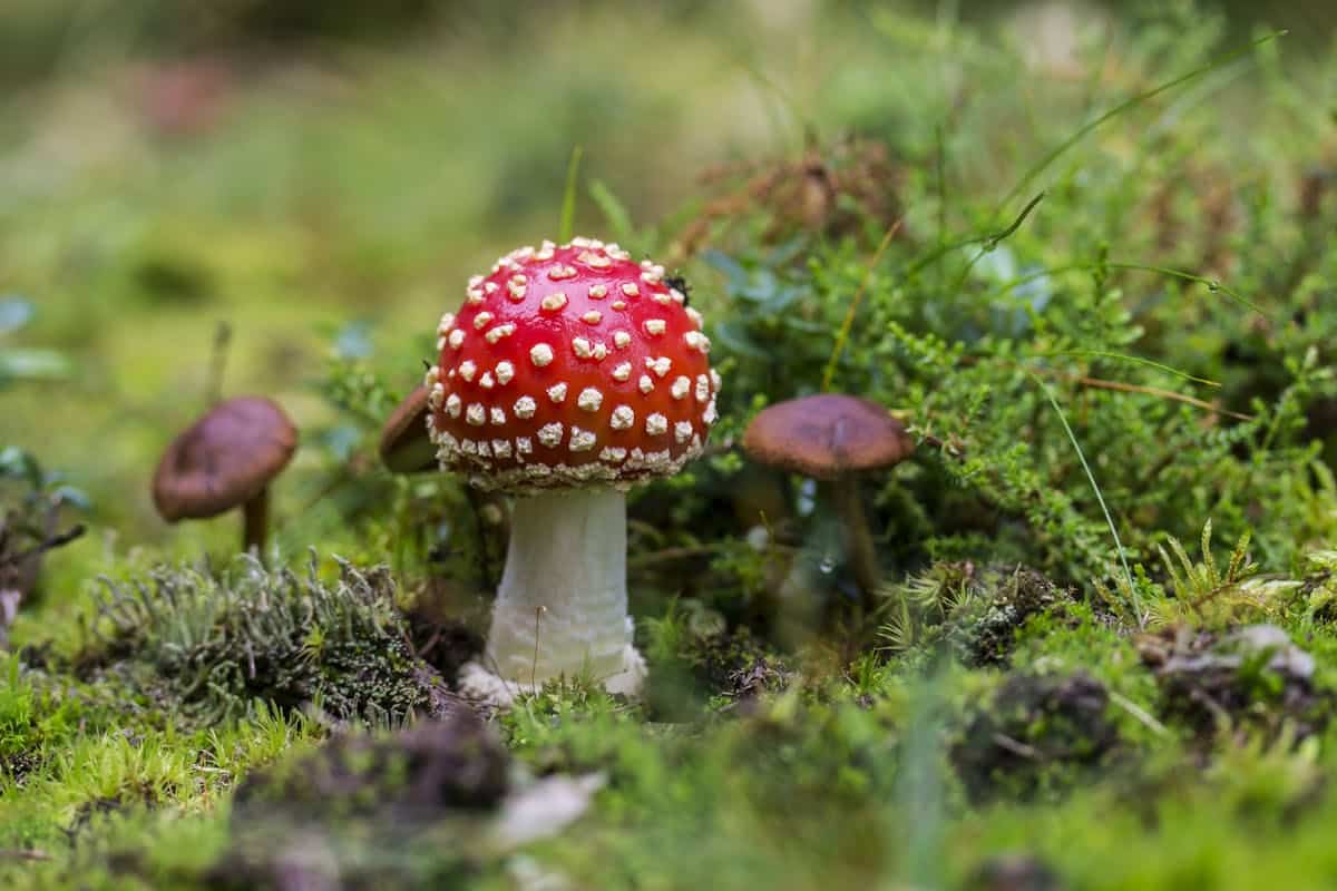 mushroom cultivation kit