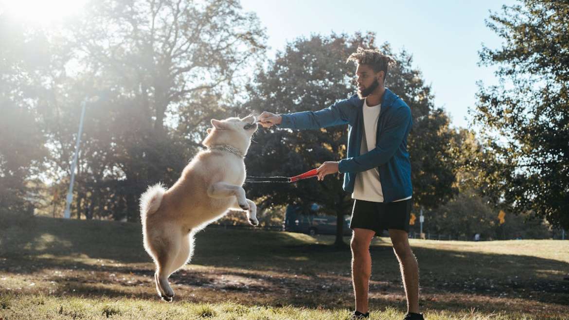 Ideas to Train Your Dog