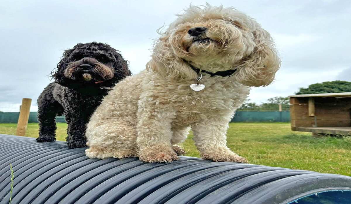 doggy day care