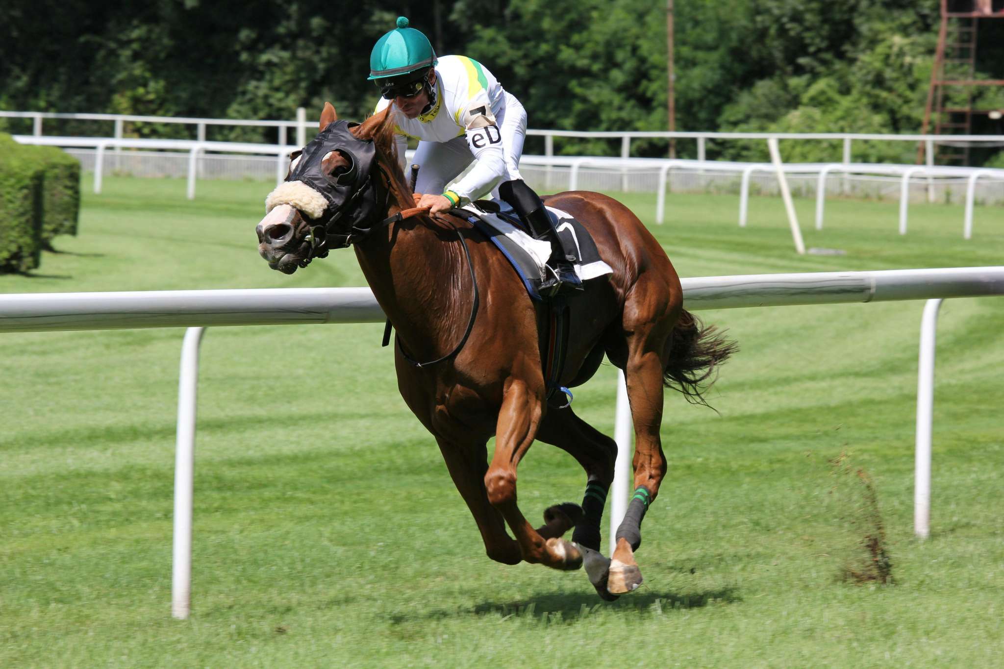 Jockey on top of horse