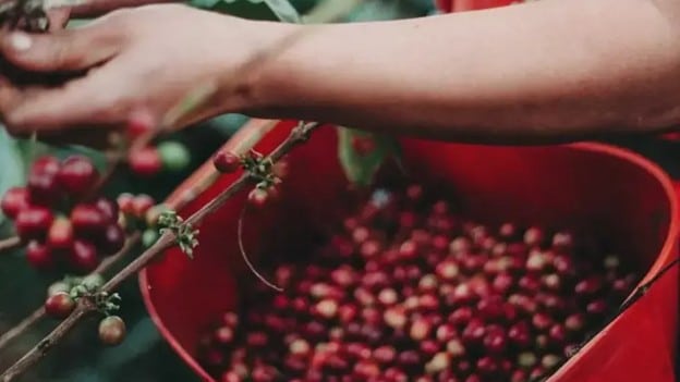 Picking coffee beans
