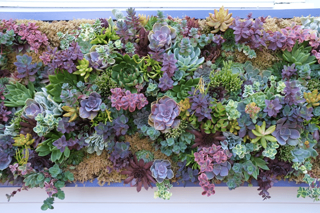 colorful succulents