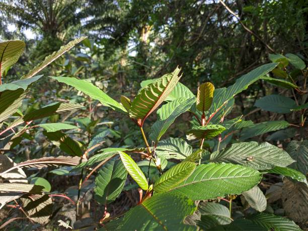Kratom Plant
