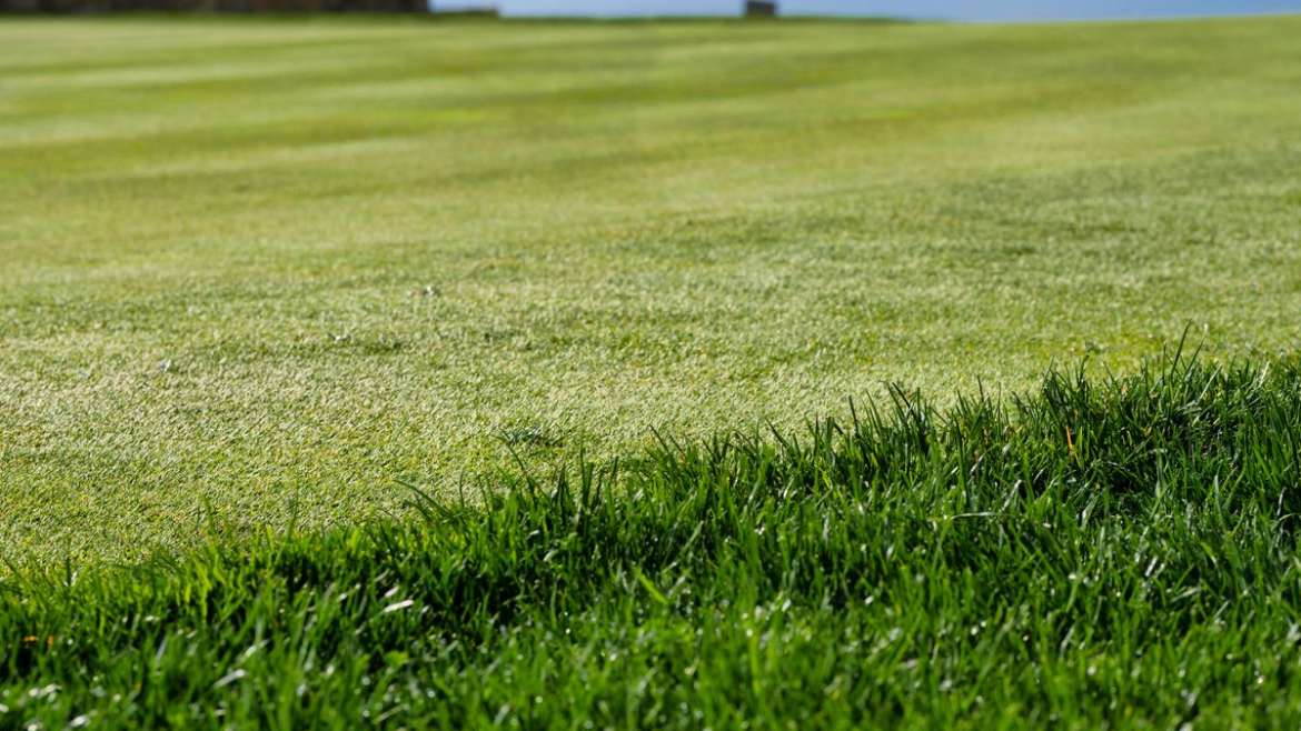 Phoenix Artificial Turf Cleaning